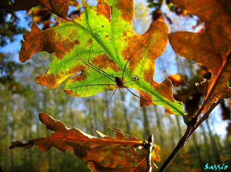 Herfst