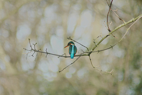 vrouwtjes Ijsvogel