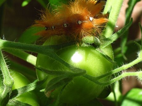 Rups op tomatenplant