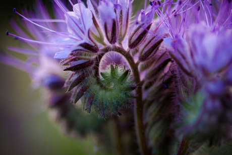 Phacelia in de moestuin