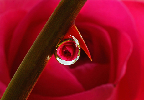 Roses and droplets