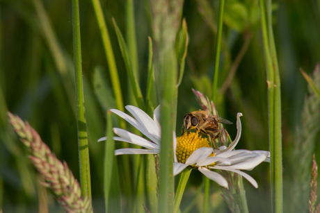 Bloemetjes en de bijtjes