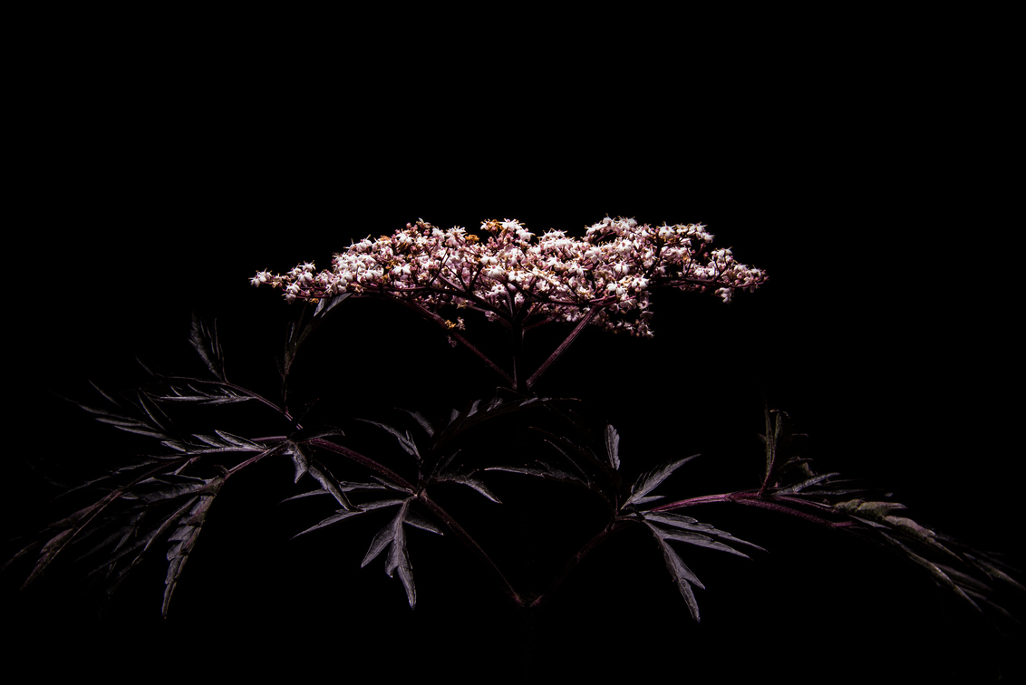 sambucus - Sambucus nigra Black Lace - foto door emilewiersum op 20-06-2017 - deze foto bevat: roze, paars, rood, bloem, natuur, roos, licht, zwart
