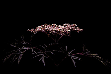 sambucus - Sambucus nigra Black Lace - foto door emilewiersum op 20-06-2017 - deze foto bevat: roze, paars, rood, bloem, natuur, roos, licht, zwart