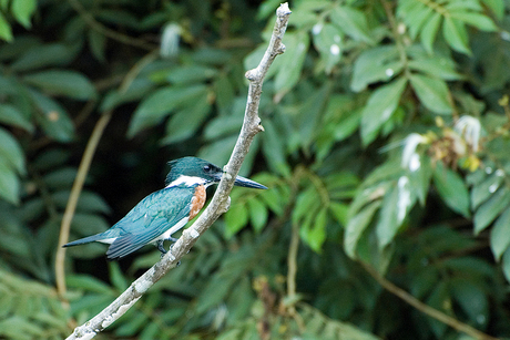 Amazone ijsvogel