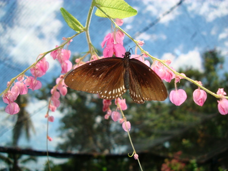 Butterfly garden