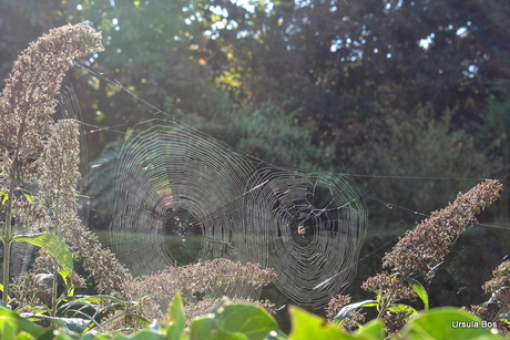 Spinnenweb in regenboogkleur