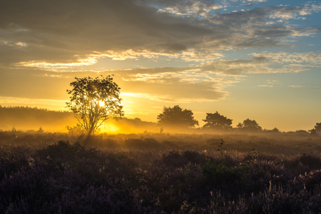 Hoorneboegse Heide III