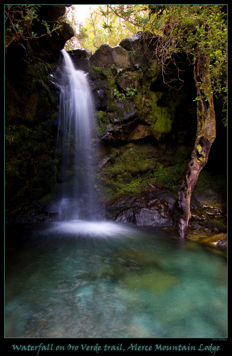 Alerce Andino NP