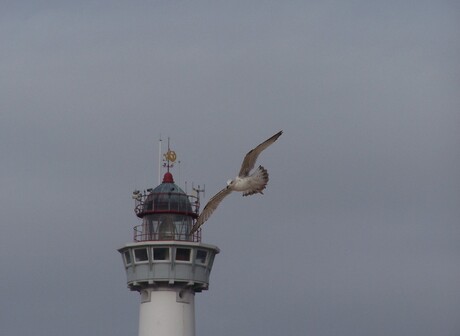 The bird near the light....