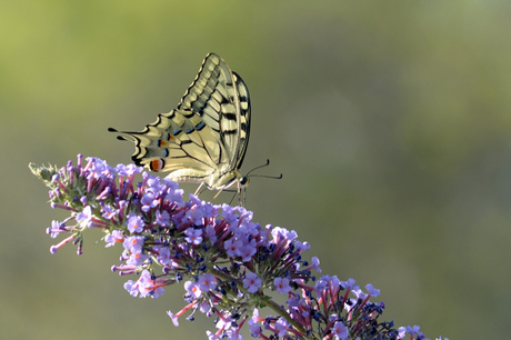 Old swallowtail butterfly