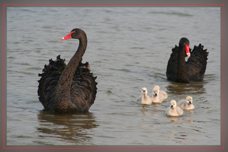 Zwarte zwaan met kroost