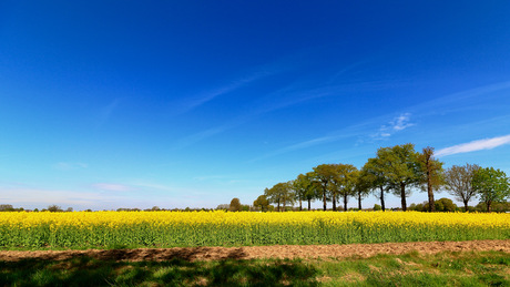 koolzaadveld