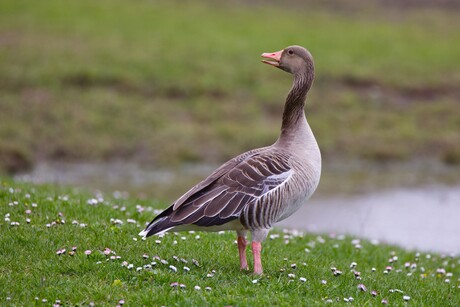 Grauwe gans