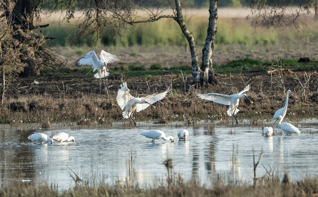 Meer lepelaars in aantocht