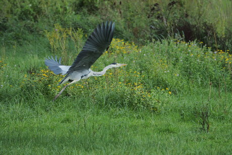 Reiger 2