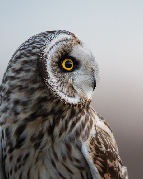 Portret van een velduil