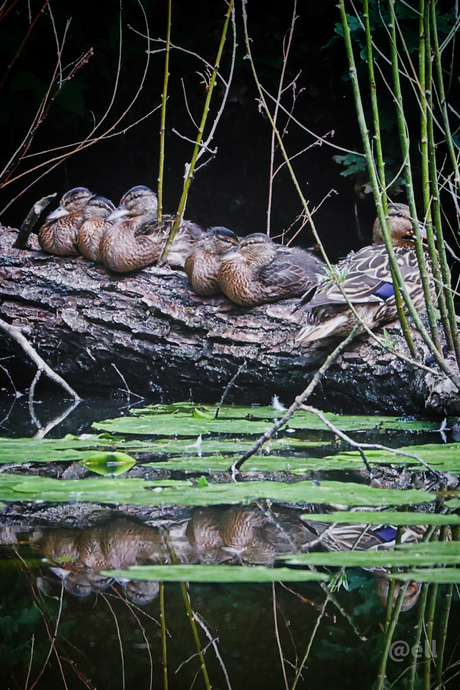 Moeder met haar kroost 