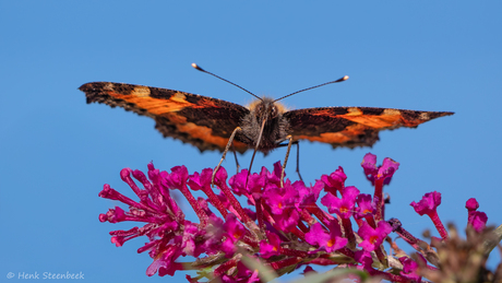 Kleine vos geniet van mooie weer