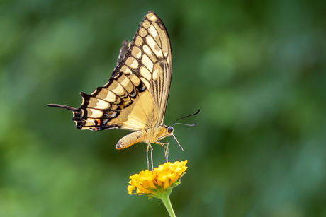 Papilio thoas