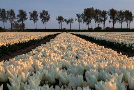golden tulips