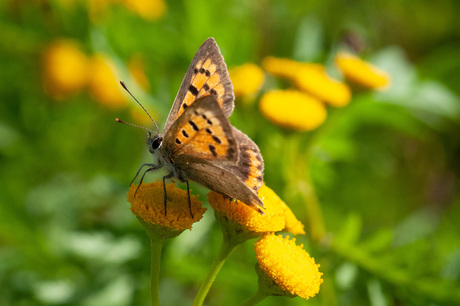 Kleine vuurvlinder