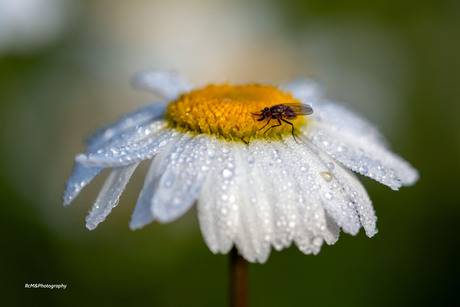 De gewone margriet.