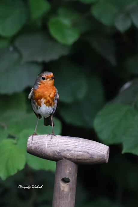 Tuin vriendje