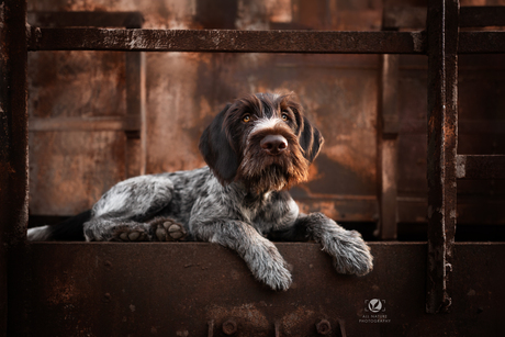 Roestige schattigheid