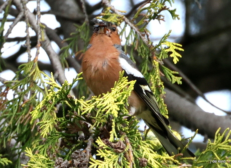 vink man