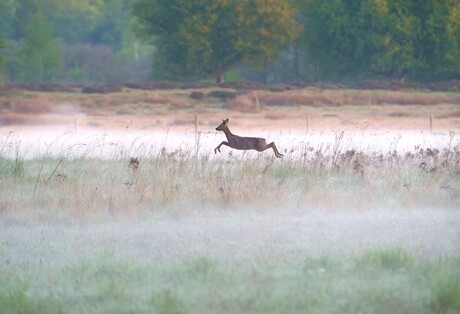 Springende Ree in het Hijkerveld