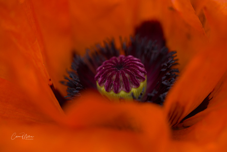 Papaver hart