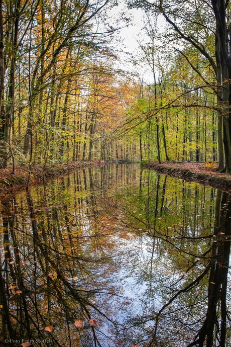 Herfstkleuren in het Waterloopbos