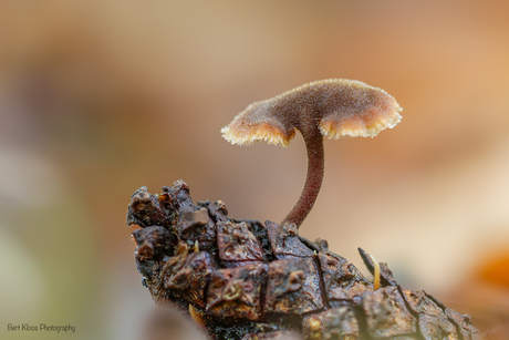 Paddenstoeltje 