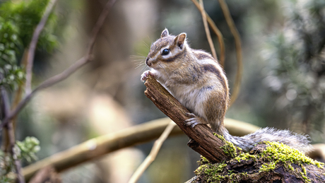 Siberische grond eekhoorn