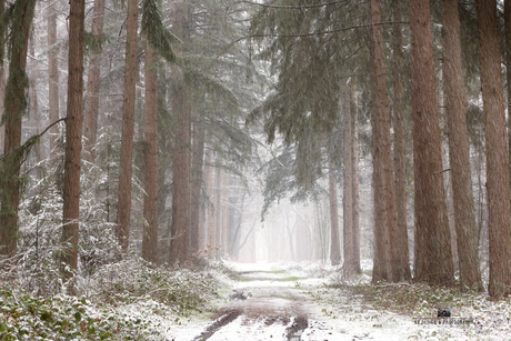 winterse sferen in den lande