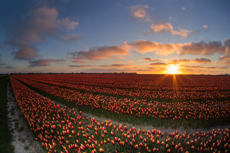 Naar de tulpen.....