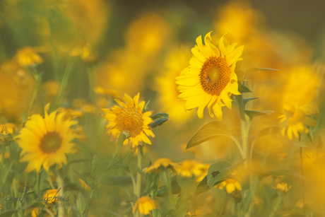 Zonnebloemen.