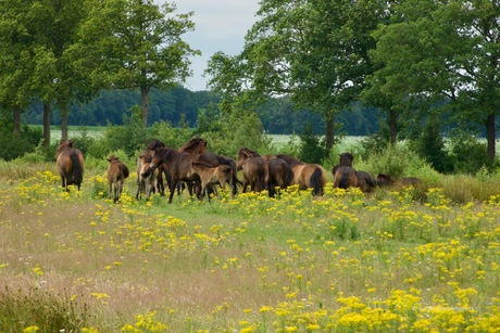 Een kudde Exmoor paarden