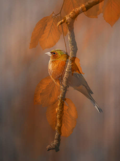 Vink in Herfsttinten