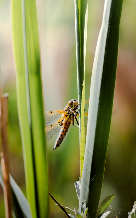 Libelle in het zonnetje