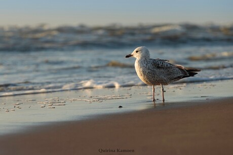 De meeuw bij Noordwijk aan Zee