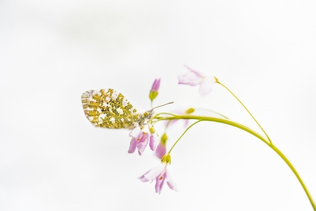 De eerste van dit seizoen.