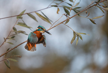 Vliegende ijsvogel 