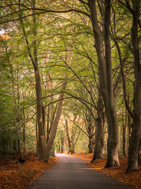 kleurrijke herfst