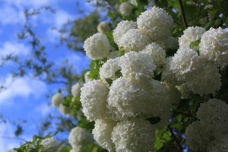 Witte bloemen