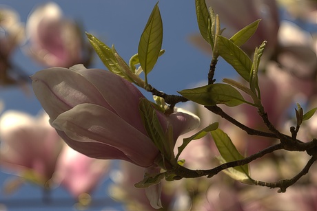 Magnolia