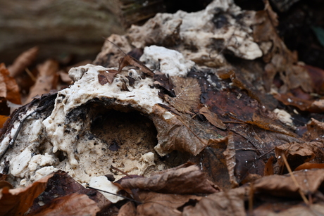 Natuur fotos