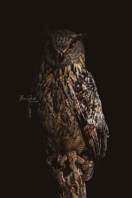 Dark owl