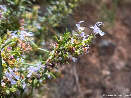 Rozemarijn (Salvia rosmarinus)
